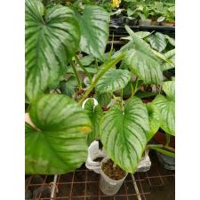 Philodendron mamei x sib  B35 ps.Februar22