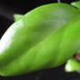 Hoya sp.688             688