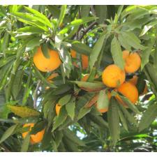 Pouteria campechiana (Mexico)(seedling). 377