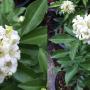 Murraya paniculata 'Snowball'