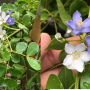 Guaiacum officinale