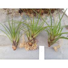 tillandsia 6