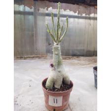 Adenium sp. 11 Rung Tong