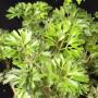 Polyscias Gold Parsley