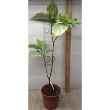 Tabernaemontana divaricata (white margin leaf) 260