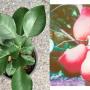 Citrus maxima (red fruit) Vietnam (Grafted)