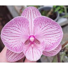 Фаленопсис Мики Чеширский Кот '165' / Phal. Miki Cheshire Cat '165'