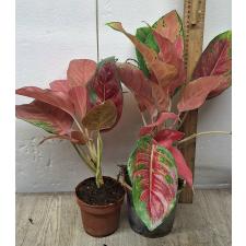 Aglaonema Orange Velvet pot