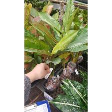 Aglaonema Chatra Mongkol (big leaf)(green form) 17В