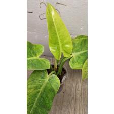Philodendron calkins gold