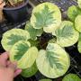 Polyscias sp.(T09) variegated Japan.