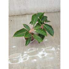Aglaonema Fine green line A-135