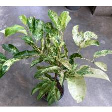 Mimusops elengi (yellow variegated leaf)481