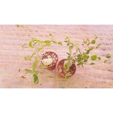 Фокея Эдулис (Каудексное растение) / Fockea edulis (caudex plant)