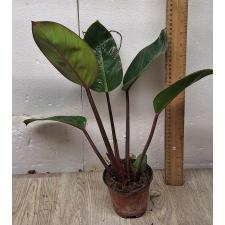 Philodendron red beauty