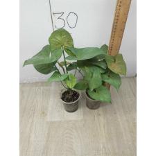 Syngonium sp Plum Allusion