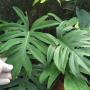 Philodendron mayoi