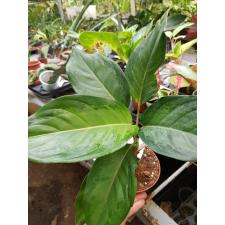 Aglaonema Lion (green form mutant. pot