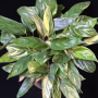 Marantha sp.(T01) Dwarf variegated