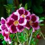 Adenium  EK 8406