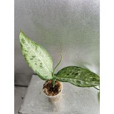 Dieffenbachia Udomsub sp form стакан