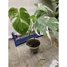 monstera deliciosa variegata albo L 3500р
