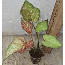Каладиум двухцветный / Caladium bicolor