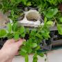 Hoya cumingiana