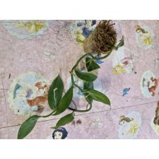 Vanilla planifolia зеленая