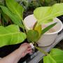 Philodendron melinonii 'Pure Gold'