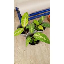 Alocasia lindenii (Xanthozoma Lindelii)  pot 900р