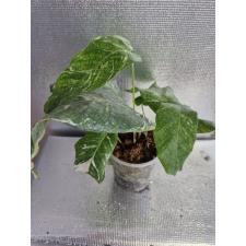 Calathea musaica (white variegated) 4100p