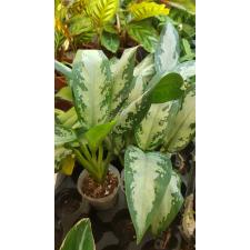 Aglaonema 'jubilee Compacta' 1P pot