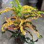 Codiaeum Thaw Tossapin (L)