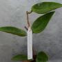 Hoya sp.540 (aff. parasitica) long leaf                 540