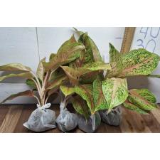 Аглаонема Лаксуб Красная / Aglaonema Laksub red A-140