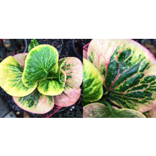 Кодиеум Йорд Кхунпол / Codiaeum Yord Khunpol