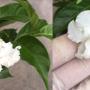 Tabernaemontana divaricata No.1 (double petal)