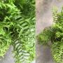 Nephrolepis falcata 'Furcans' (compact form)