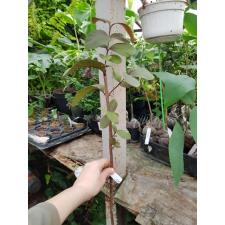 Psidium guajava (red leaf) 234