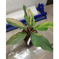 Anthurium variegated sp 9