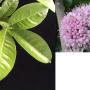 Melicope elleryana.