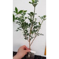 Aglaia odorata (big leaf) 3