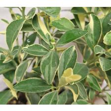 Цитрус мадуренсус варегатный / Citrus madurensis variegata 27