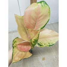 Aglaonema Amazon A-96