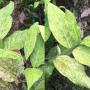 Hiptage lucida variegated
