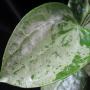 Hoya balaensis 'Splash'         619