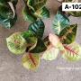 Aglaonema  Moonlight- Black galaxy (variegated)  A-102
