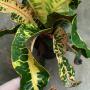 Codiaeum Tha Phae