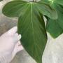 Anthurium hybrid (T03).